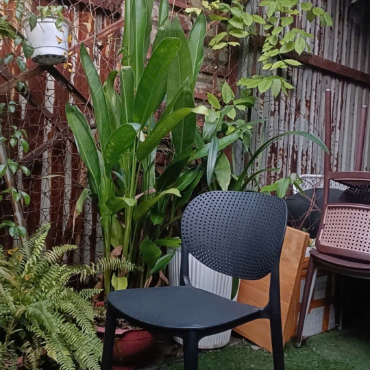 Ghế Nhựa Đúc Lỗ Sankyo 006 Cao Cấp – Hiện Đại, Thoáng Khí, Đa Năng